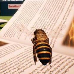 Bee Simulator z pierwszym zwiastunem prezentującym historie pewnej...