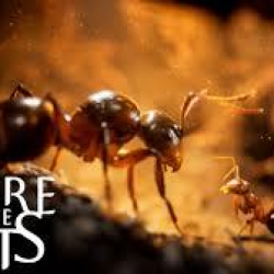 Empire of the Ants z pierwszą dużą aktualizacją – Swarm Together