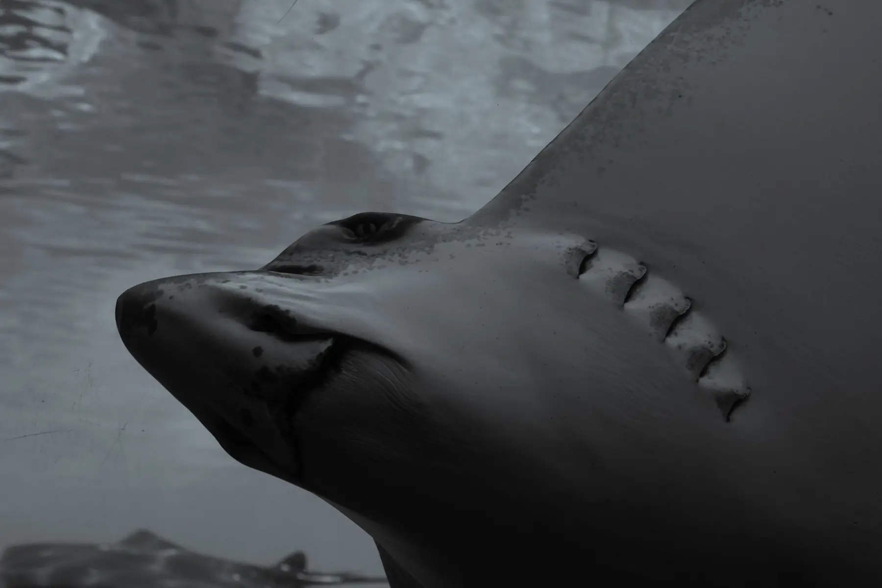Close-up profile of a shark swimming underwater in black and white